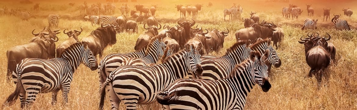 Serengeti National Park: Where Nature Writes Its Own Story